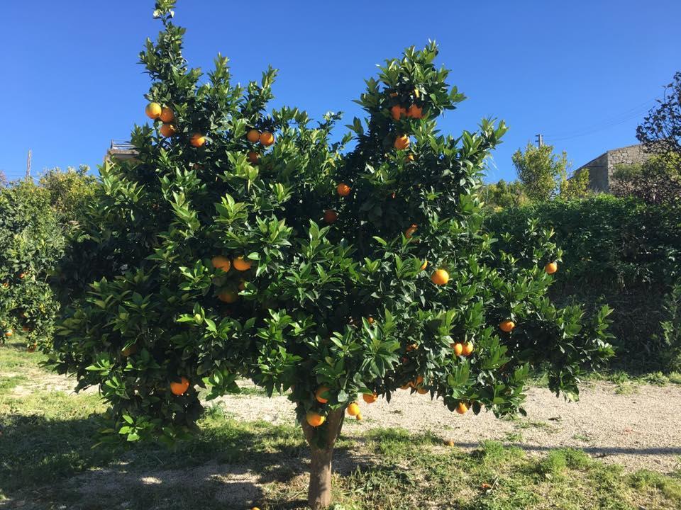 Tenuta Lanza Il Mulino Acquaviva Platani Экстерьер фото